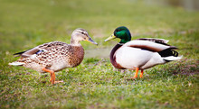Two Ducks On The Grass
