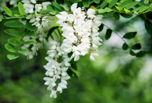 White Acacia Flowers.