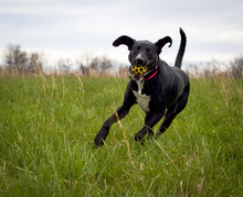 Running Black Dog With Yellow Ball