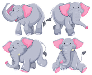 Wall Mural - Elephants