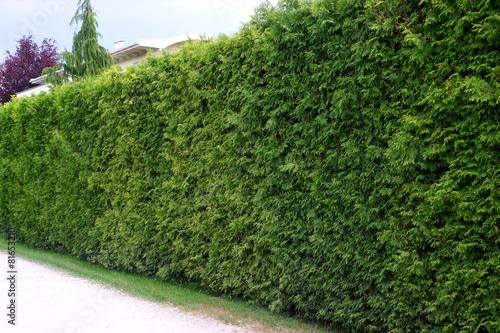 Fotografía Corte de cobertura de Thuja