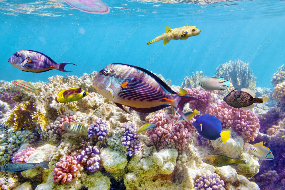 Underwater world with corals and tropical fish. - obrazy, fototapety, plakaty 
