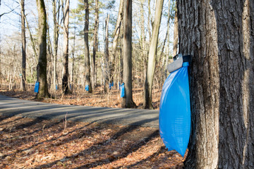 Wall Mural - Maple Syrup Tapping in the Spring
