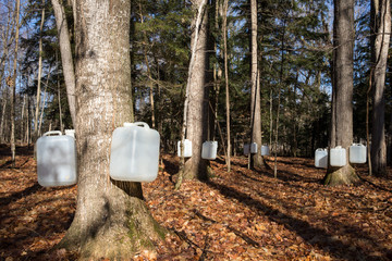 Wall Mural - Tapping Sugar Maple Trees for Sap