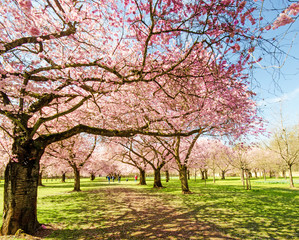 Fotomurales - Japanischer Kirschblütentraum im Frühling :)