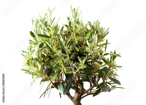 Olivenbaum im eigenen Garten – kaufen Sie dieses Foto und finden Sie