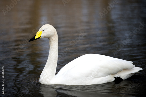 Fotografie, Obraz White Whooper Swan swimming at the lake in London