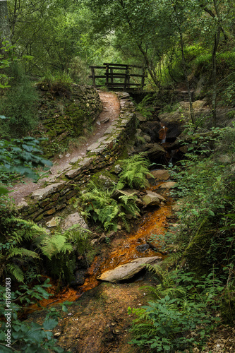 Naklejka dekoracyjna La forêt de Brocéliande