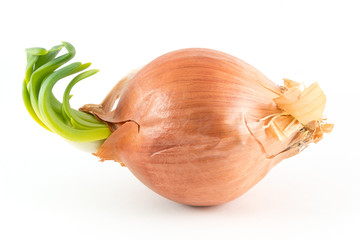 Wall Mural - Sideways onion on white