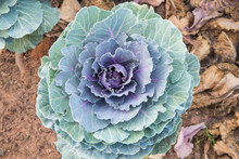 Violet Cabbage (brassica Oleracea)