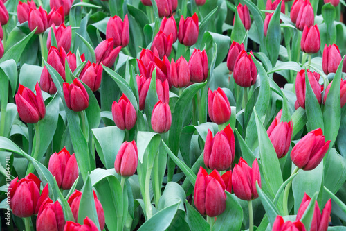 Fototapeta na wymiar tulip field