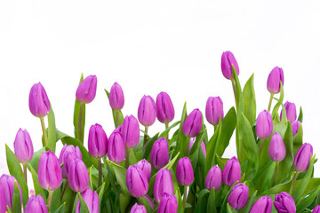 Wall Mural - tulip isolated