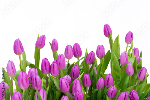 Plakat na zamówienie tulip isolated