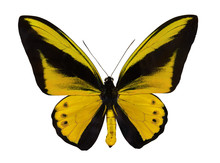 Yellow Single Large Isolated Butterfly