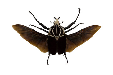 flying striped bug isolated on white