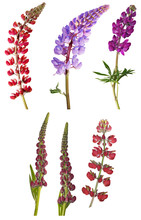 Set Of Six Lupine Flowers On White