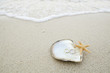 wedding ring on the shell by the beach