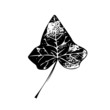 Black ivy leaf isolated EPS 10