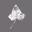White ivy leaf isolated EPS 10