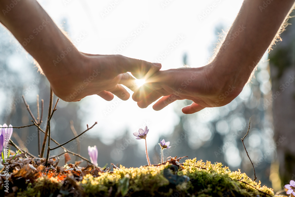 Hand Covering Flowers at the Garden with Sunlight - obrazy, fototapety, plakaty 