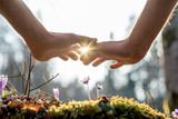 Fototapeta Przestrzenne - Hand Covering Flowers at the Garden with Sunlight