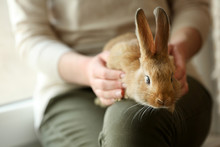 Woman Holding Little Cute Rabbit Close Up