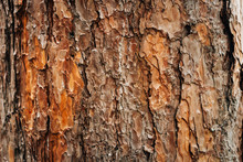 Bark Texture Of Pine Tree