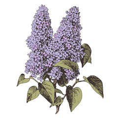 lilac flower