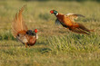 Pheasant males are fighting in during mating season