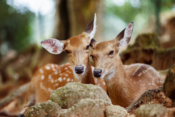 A couple of young capreolus deers lying together at a natural pa