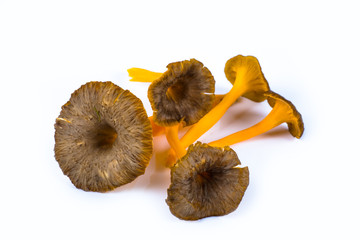 studio photo on five yellow trumpet mushrooms yellow foot in a p