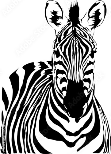 Obraz w ramie zebra