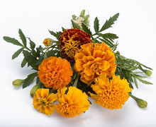 ..marigold Bouquet. Isolated On White Background