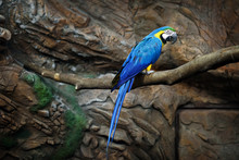 Macaw Parrot Blue Sits On A Rock At The Zoo