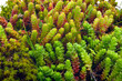 Macro shoot of green moss and lichen