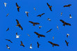 Various birds in flight against a blue sky