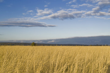 ears of rye on the field and storm clouds in the sky, landscape