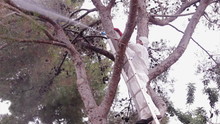 Pest Control Spraying In Pine Tree
