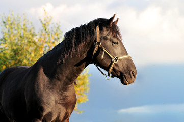 Wall Mural - Portrait of horse in autumn landscape at sunset