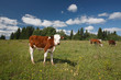 Calf on green grass and cows near the forest
