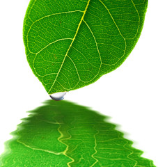 Sticker - Green Leaf and Water Drop with Reflection