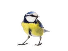 Blue Tit On White Background Looking To The Right