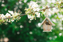 Little Birdhouse In Spring With Blossom Cherry Flower Sakura