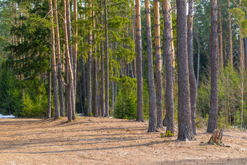 Wall Mural - sun-warmed forest glade, landscape shot spring