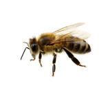 Fototapeta Zwierzęta - Bee