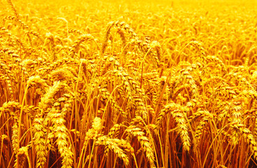 Wall Mural - field of wheat