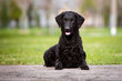 curly coated retriever dog lying down outdoors