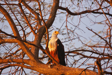 eagle