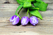 Three Purple White Tulips
