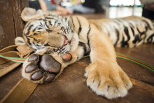 Cute Little Tiger Cub Lying Sleeping On A Wooden Floor
